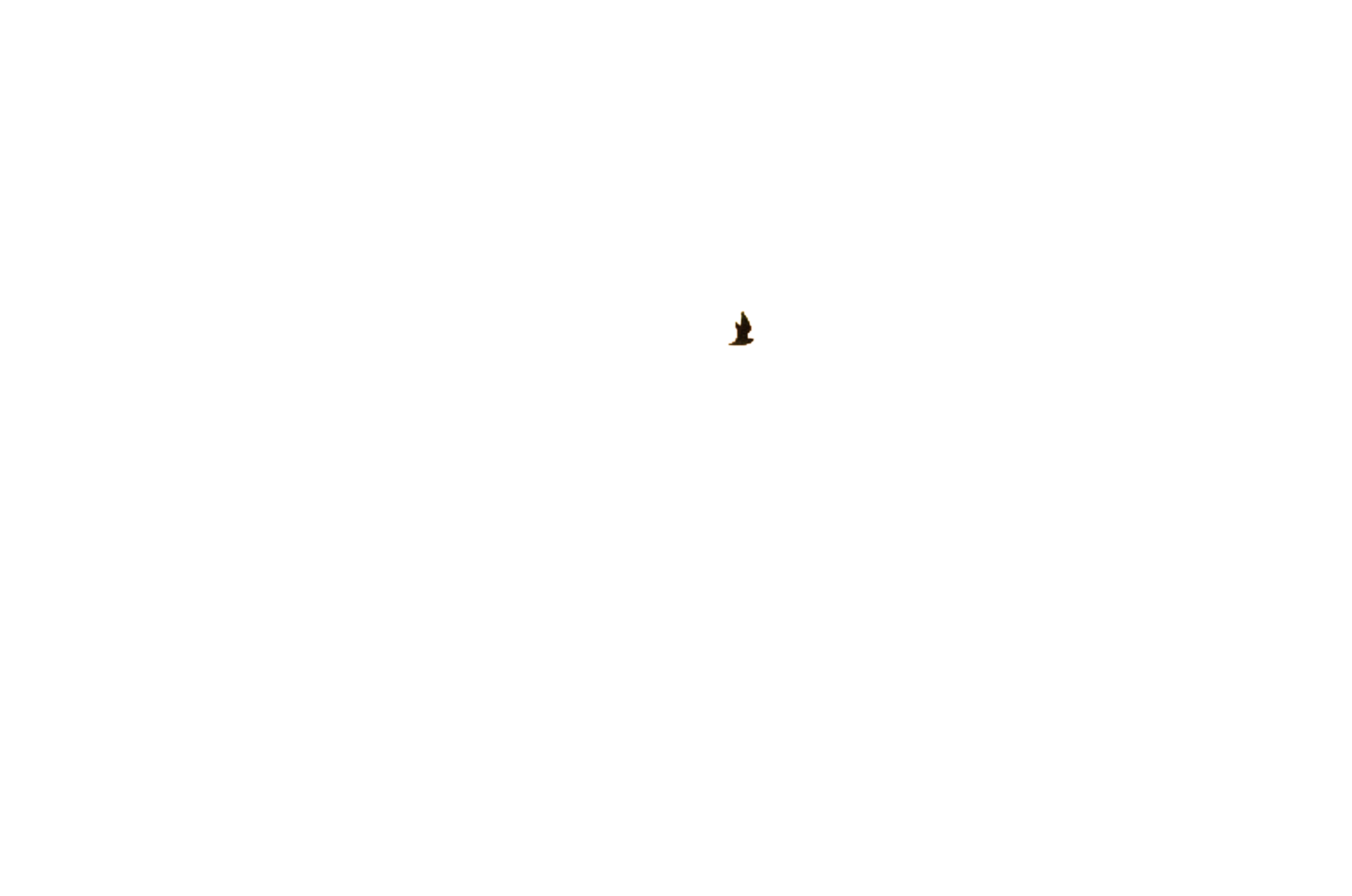 parallax layer